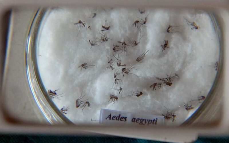 Nova vacina contra a dengue chega ao Brasil na semana que vem