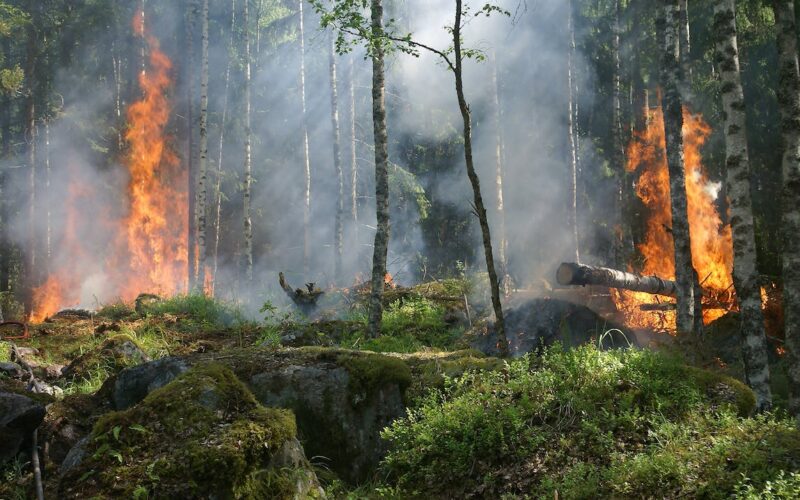 Amazônia tem junho com mais queimadas em 16 anos