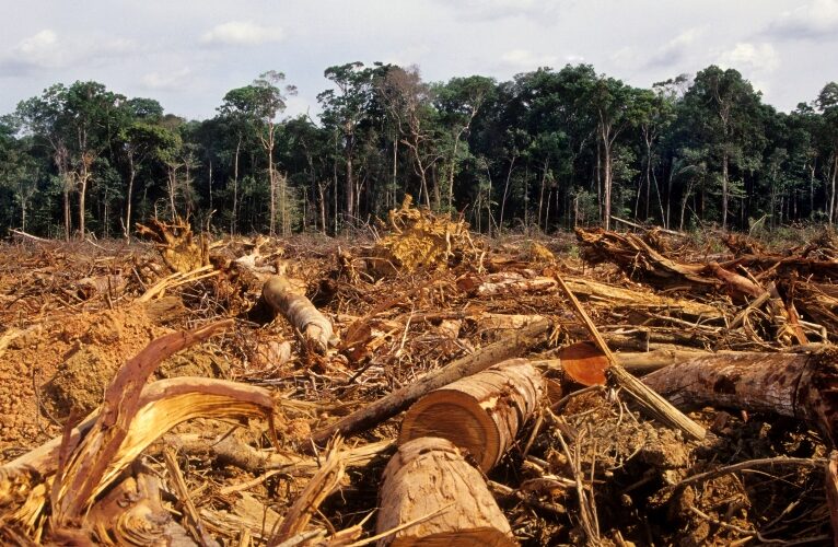Desmatamento anual da Amazônia tem queda de 22,3%