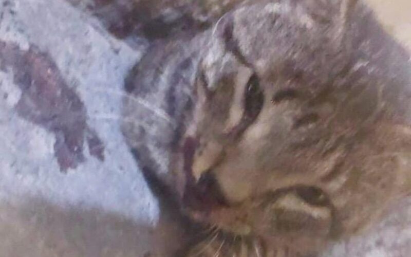 Moradores denunciam maus- tratos a animais em condomínio de Campina com agressão a gato