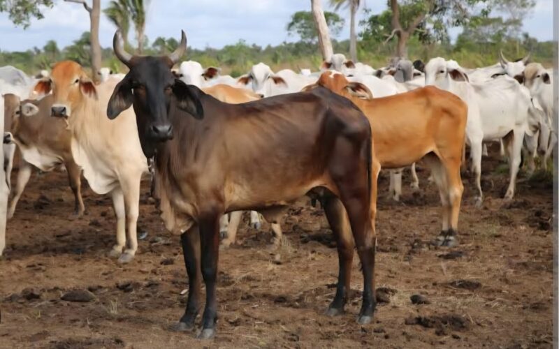 Seagri alerta que criadores têm até 19 de dezembro para cadastrar rebanhos na Defesa Agropecuária