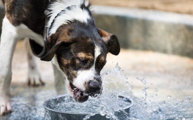 Centro de Zoonoses alerta para cuidados com pets no verão