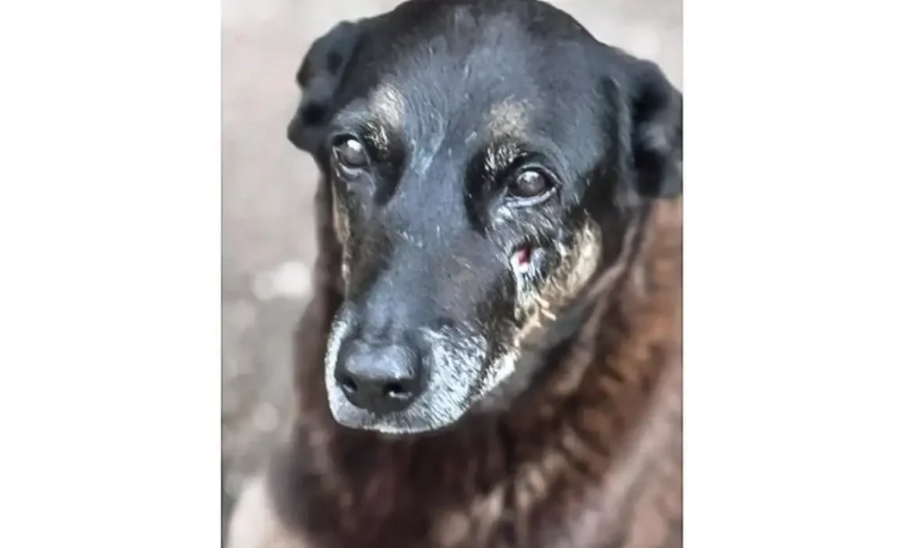 Saiba que sanções podem ser aplicadas a jovens que mataram cão Orelha