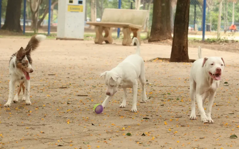 Estatuto dos Cães e Gatos pode ampliar pena para quem maltrata animais