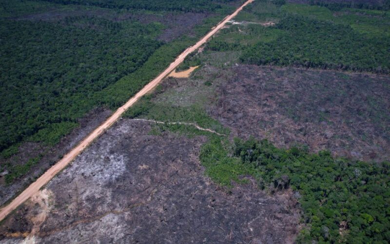 Alertas de desmatamento caem 35% na Amazônia e 6% no Cerrado