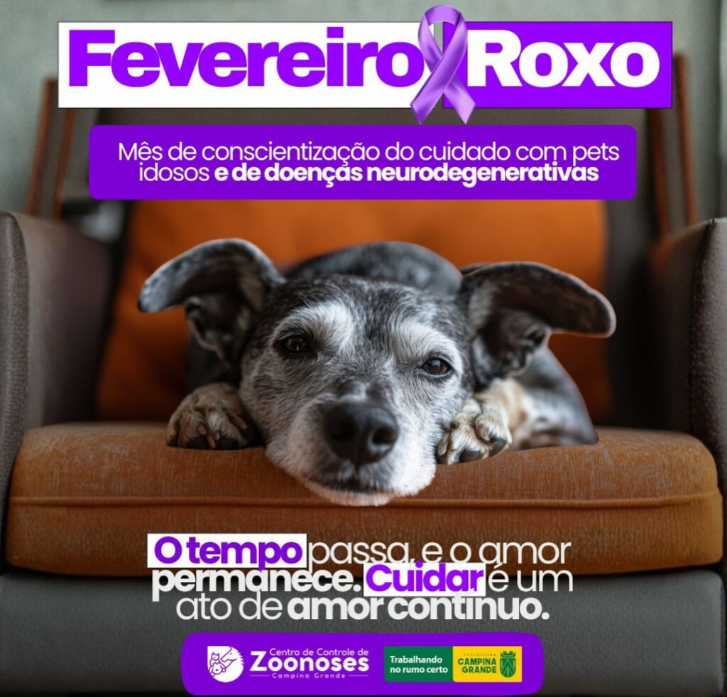 Fevereiro Roxo Pet: CCZ alerta sobre cuidados com animais idosos e doenças neurodegenerativas