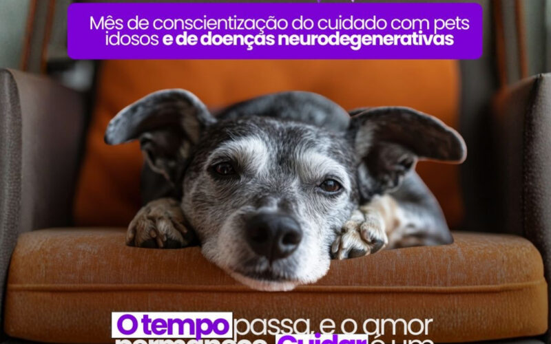 Fevereiro Roxo Pet: CCZ alerta sobre cuidados com animais idosos e doenças neurodegenerativas