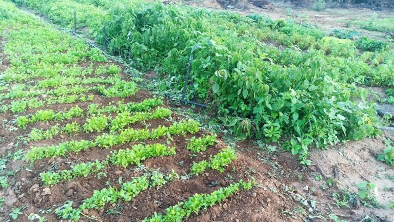Seagri e Nucam promoverão a I Feira Raízes Femininas dos Distritos de Campina, próxima terça-feira, na Praça da Bandeira