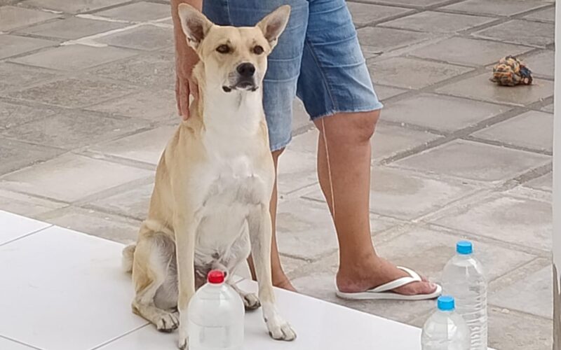 Adota + Paraíba promove ações em Campina Grande neste sábado (21)