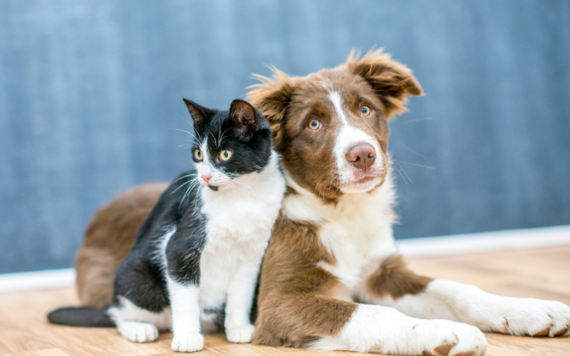 Governo da Paraíba realiza Dia D de combate aos maus-tratos contra animais na próxima terça-feira (14)