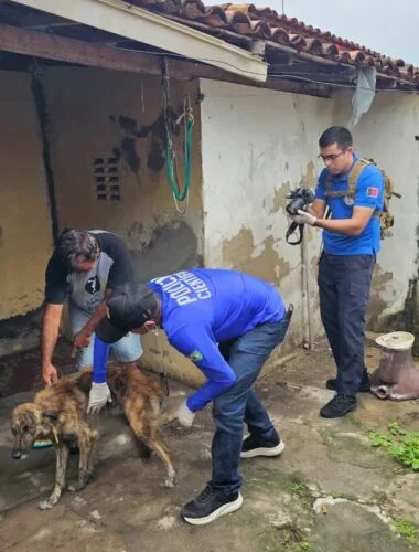 Operação Quatro Patas 2026 registra prisões e resgata 44 animais em Campina Grande