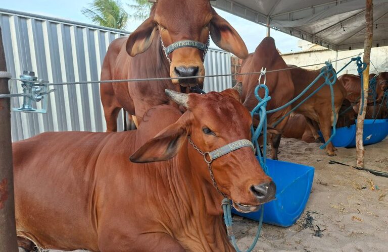 Em Campina Grande: Expapi deve movimentar R$ 30 milhões em negócios a partir deste domingo